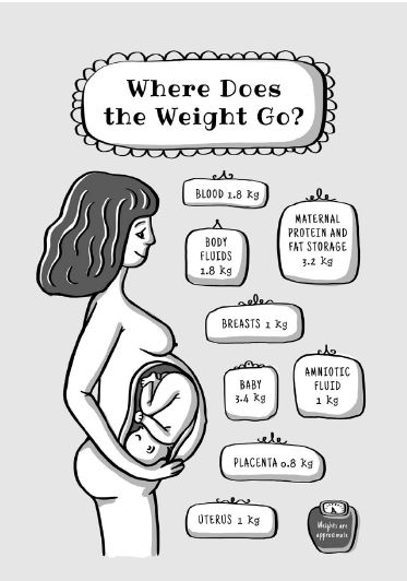 gewichtszunahme in schwangerschaft wohin geht das gewicht roda zeichnung