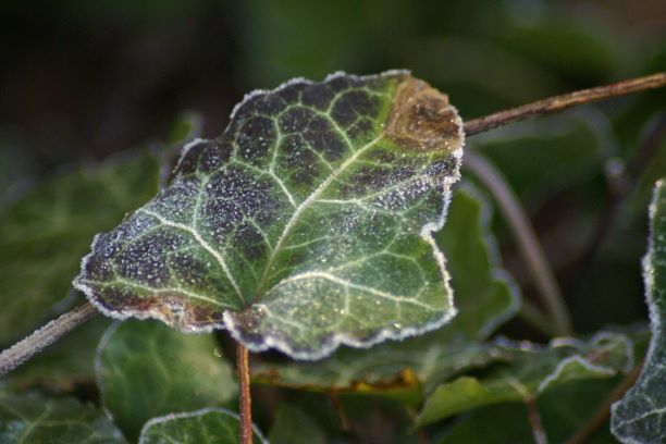Blatt N E Fuß